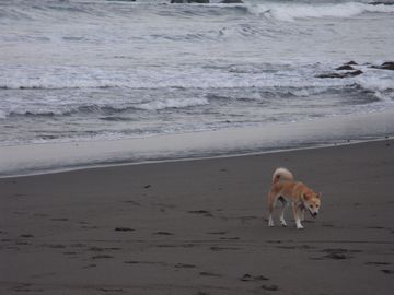 090730hasu.jpg