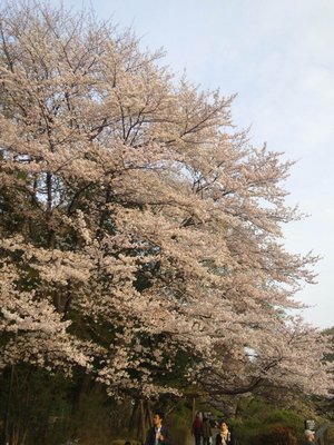 20110410zenpukuji1b.jpg