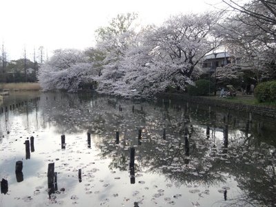 20110410zenpukuji2b.jpg