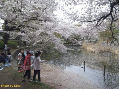 20110410zenpukuji3b.jpg