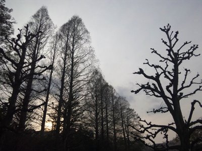 20110410zenpukuji6b.jpg