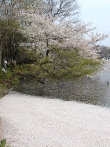 井の頭公園桜AAB.jpg