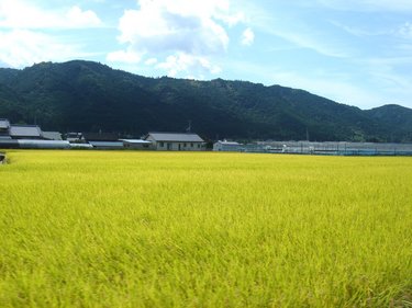 高知市内・田園.jpg