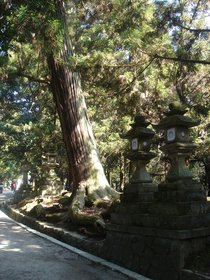 春日大社参道加工.jpg