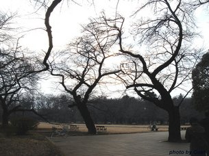 小金井公園A.jpg