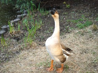 善福寺公園09春5.jpg
