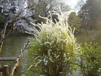 善福寺公園09春6.jpg