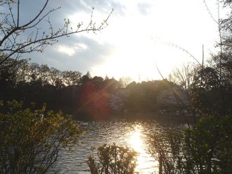 善福寺公園09春3.jpg