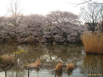 善福寺公園2009春.jpg