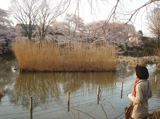 善福寺公園2009春2.jpg
