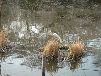 善福寺公園09春.jpg