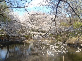 善福寺公園の桜2-1加工.jpg