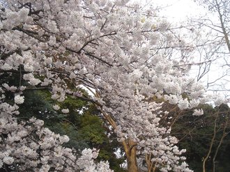 善福寺桜2009F.jpg