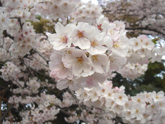 善福寺桜2009G.jpg