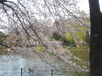 善福寺桜1.jpg