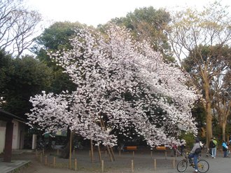 善福寺桜E.jpg
