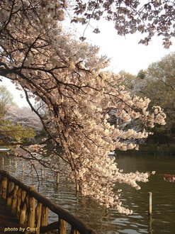 善福寺桜HB.jpg