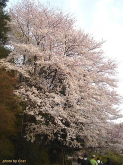 善福寺桜I.jpg