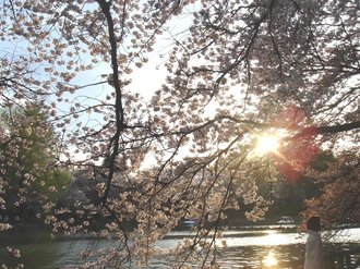 善福寺桜J2.jpg