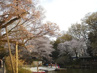 善福寺桜J4.jpg