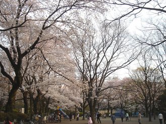 善福寺桜J6.jpg