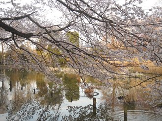 善福寺桜J7.jpg