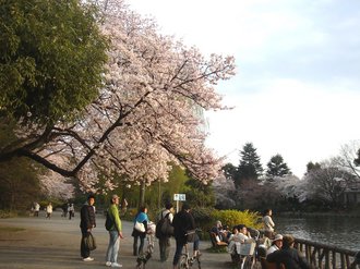 善福寺桜J9.jpg