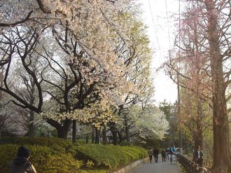 善福寺桜J99.jpg