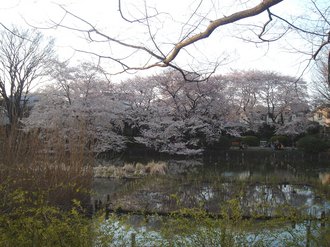 善福寺桜J991.jpg