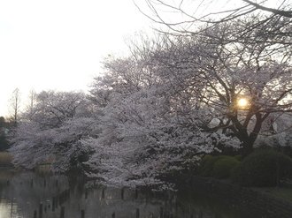 善福寺桜J992.jpg