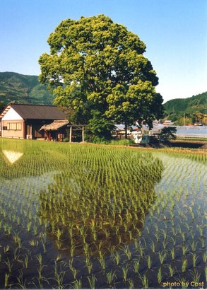 田舎の風景加工.jpg