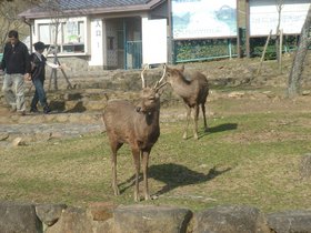 奈良、若草山加工.jpg