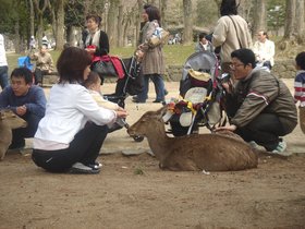 奈良の鹿2.jpg