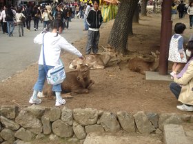 奈良鹿1.jpg