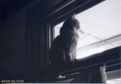 猫、外の世界kako.jpg