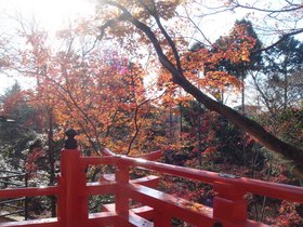 北野天満宮もみじ4.jpg