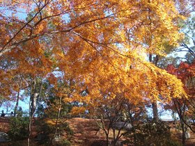 北野天満宮もみじ苑6.jpg