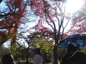 北野天満宮もみじ苑8.jpg