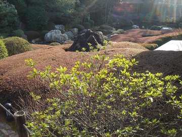 妙心寺退蔵院17b.jpg