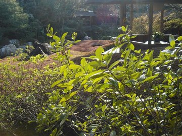 妙心寺退蔵院20.jpg