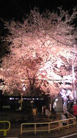 夜桜.jpg