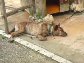 琉球犬.jpg