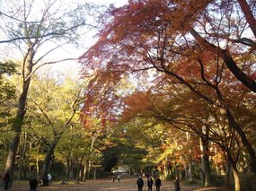 糺の森2.jpg