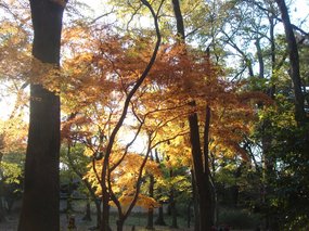 糺の森3.jpg