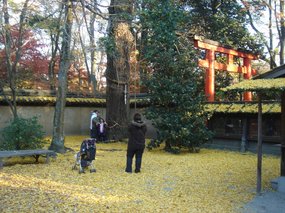 糺の森、河合神社2.jpg