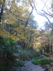 糺の森7.jpg