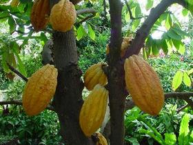 cacao.jpg
