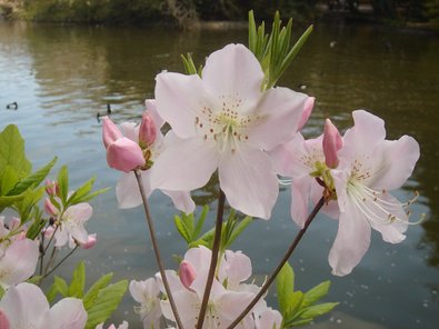 flower.jpg