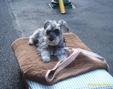 mohikan-dog.jpg
