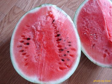 suica20101002.jpg